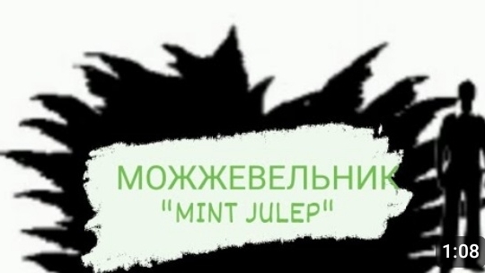 Можжевельник Минт Джулеп "Mint Julep"