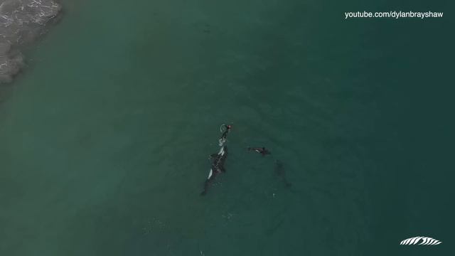 Orcas approaching swimmer FULL VERSION (unedited)