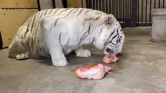 🥩 White Tiger Eating Meat