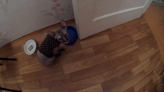 Какие могут быть гости у Юки. Обзор на кошку породы сфинкс