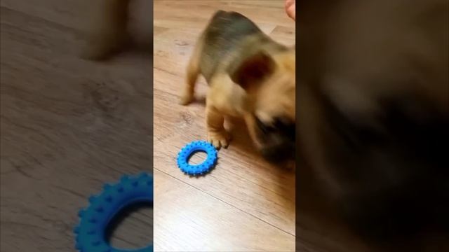 Французский бульдог