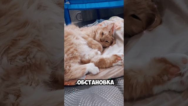 Всё под контролем #мейкун #cat #мейнкун #котик #кот #мяу #коты #кошки #мяумяу #шутки #юмор #смех