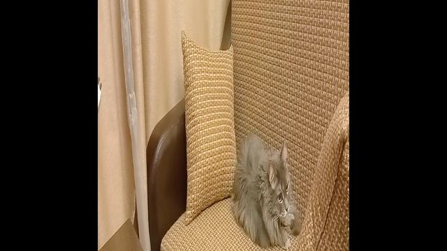 Филин диван, а маме можно присесть?