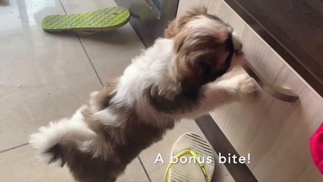 Meet Siya, The Loud & Cute Shih Tzu | 8 Weeks / 2 Months Old | Just Barking & Biting