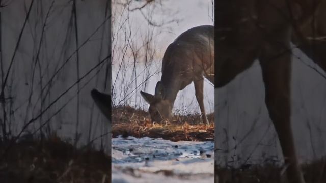 Встретил косулю