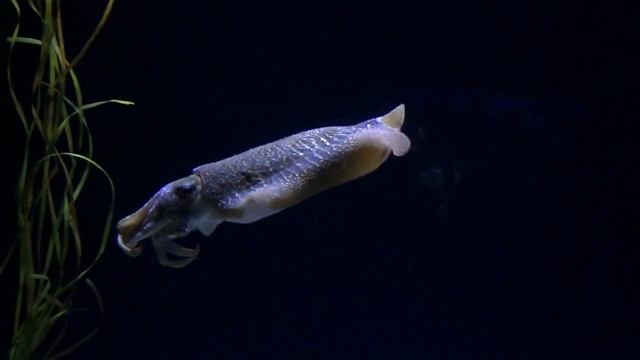 Sepiida