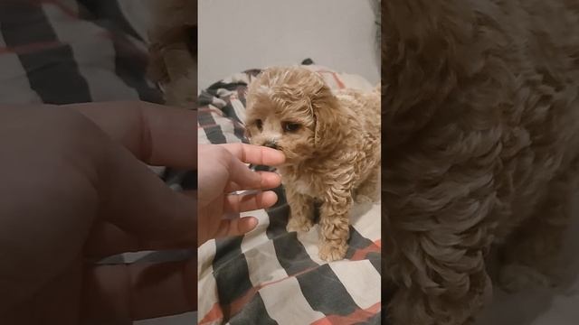 Девочка мальтипу, ждёт своих любящих хозяев.