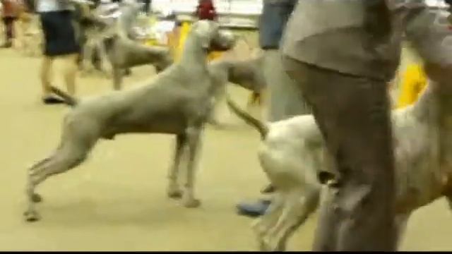 Weimaraners  "Catcher & Max"  Best Of Breed Competition Clemson, SC 2011