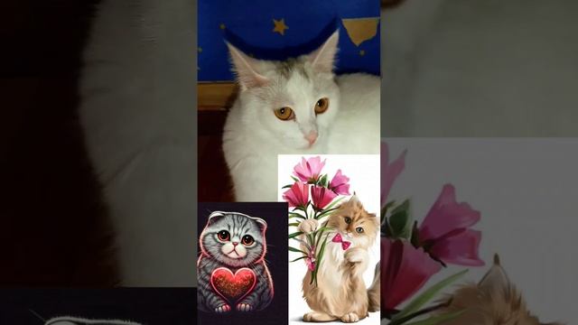 Тебе нравится мой подарок?! Пожалуйста смотри до конца! #catbella #подпишись #cats #хочуврек #коты