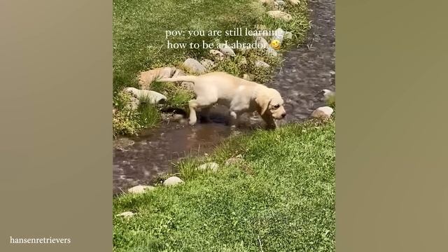 Сумасшедшие животные, которые заставят вас смеяться в голос!