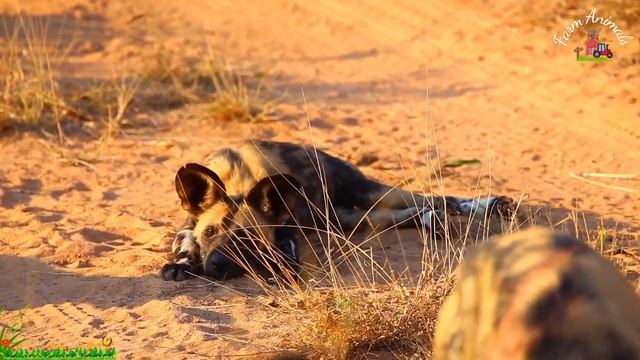 Wild Animal Sounds In Nature: Donkey, Dog, Giraffe, Lion, Pelican | Animal Moments