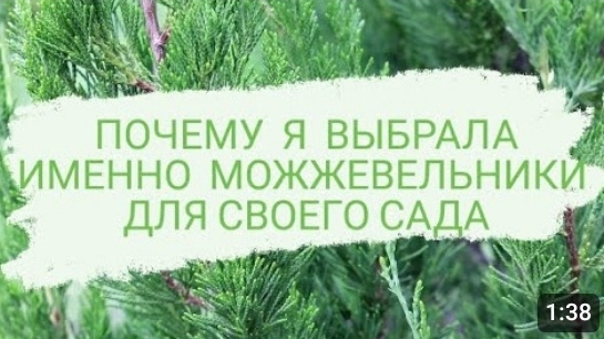 Почему я выбрала именно можжевельники для своего сада? За красоту, пользу и аромат.