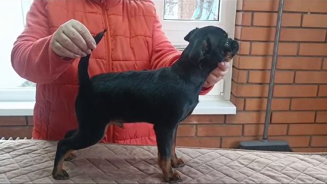 карась 3,5м 2