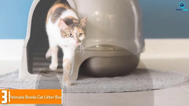 Top 5 Best Dog Proof Litter Boxes in 2022