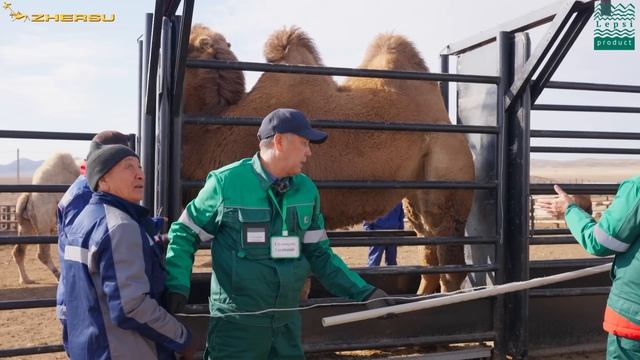 Бонитировка верблюдоматок. Казахский Бактриан, отличия зональных типов верблюдов. Баймуканов Д.А.