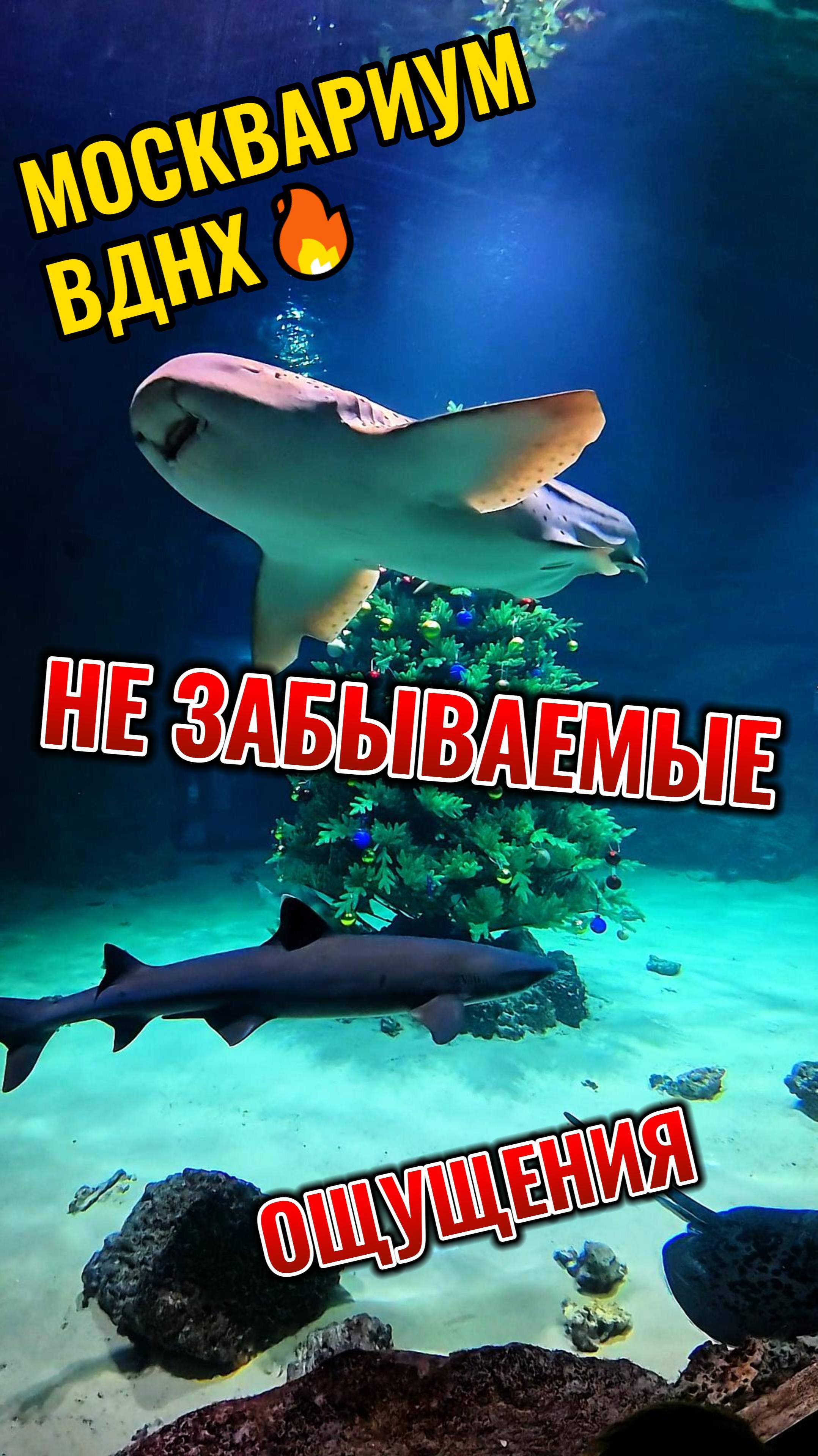 МОСКВАРИУМ, ВДНХ, МЕСТО ГДЕ ОТДЫХАЕТ ДУША