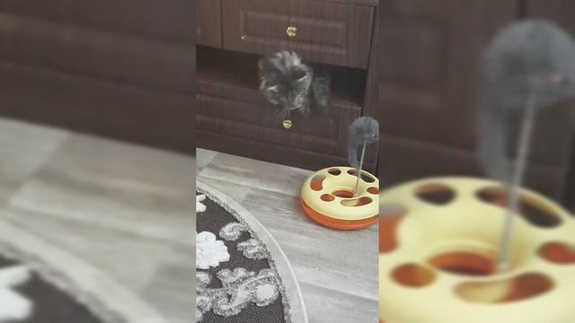 Кошка-жидкость