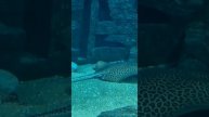 #рыбы#океанариум#Адлер#развлечение#дайвинг#подводный мир#pisces#aquarium#Adler#entertainment#diving