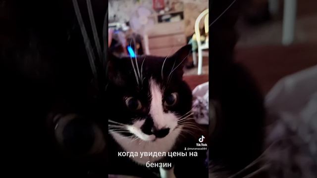 цены на бензин