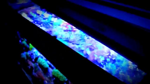 LED Aquarium Beleuchtung von ECO Marine (Aquarium007)