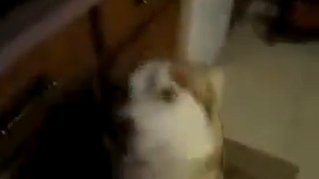Сибирский пес Хаски