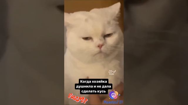 Когда хозяйка душнила ;) 😹