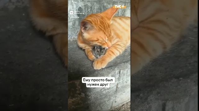 он просто хотел друга