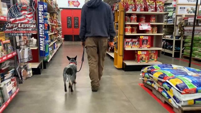 BLEU | 1 YEAR OLD MINI BLUE HEELER | Best Trained Dogs of OR | Portland OffLeash K9 Training