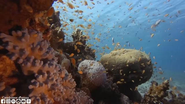 Безумно красивая восточная музыка! Музыка для Лечебна (1)