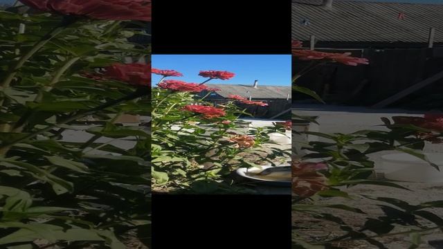 VID_20240922_141902.mp4