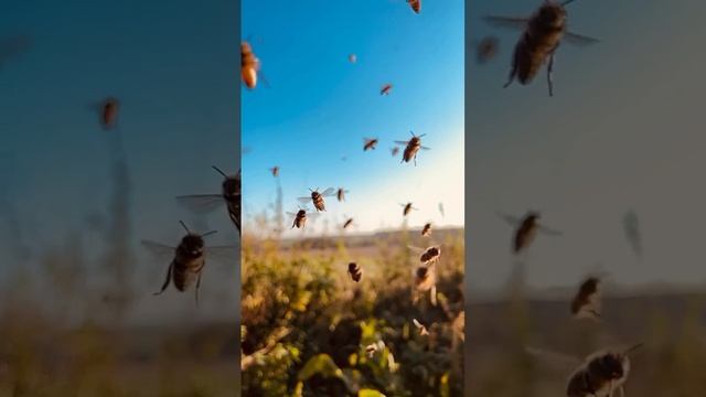 Много пчёл в полёте