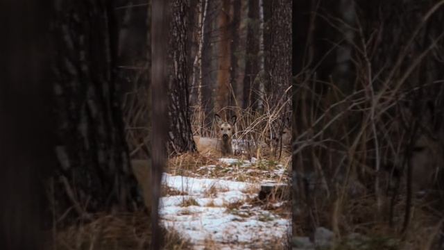 Косуля не лежанке