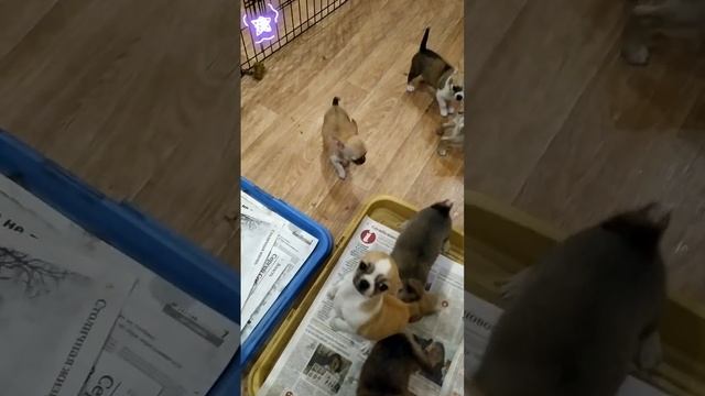 щенки гш чихуахуа в продаже. Москва