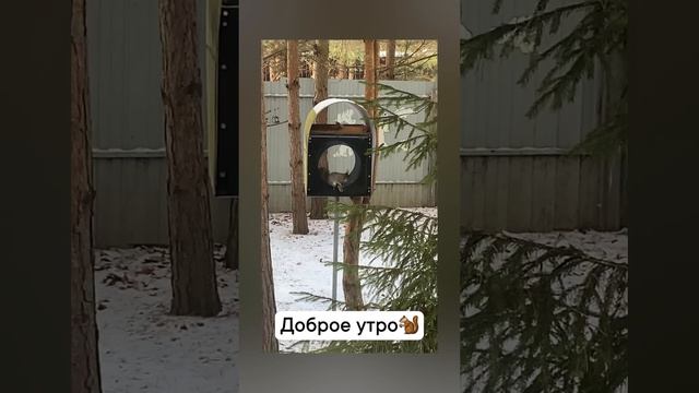 Бельчонок