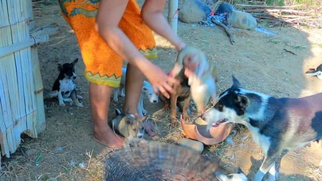 Smart woman found Pineapple cutting - Cooking duck With Pineapple for dog - Eating delicious