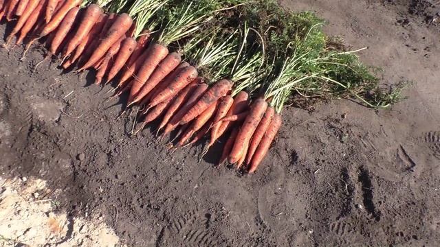 Морковь из голландских семян