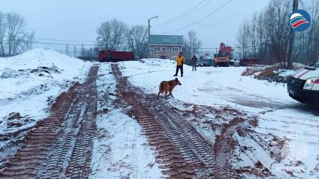 Хвостатый узник: невероятное спасение пса из трубы в Нижнем Новгороде