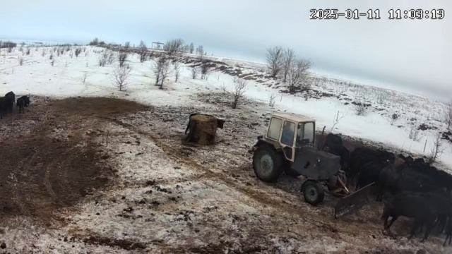 Откорм коров Абердин-Ангуской породы