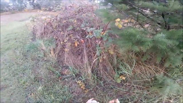 How to Make Pine Needle Tea