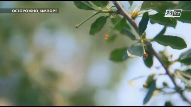 Осторожно, импорт! К чаю только наше варенье