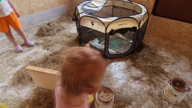 Эму 27 дней и у страусенка гости