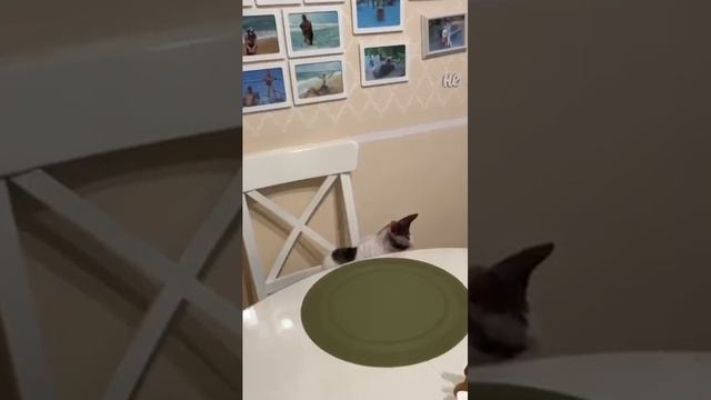 Куда уходит бабушкина пенсия #котики #прикол #корнишрекс