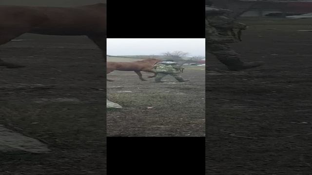 Ай да хулиган🐴