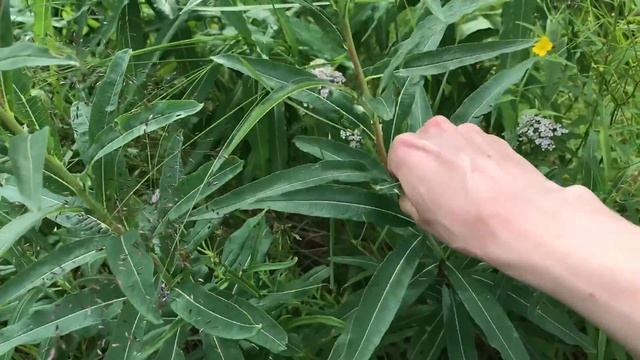 Fireweed