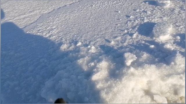 12.01.2025 Первая рыбалка на Волчихе! Поставили жерлицы на хищника. Поиск и ловля окуня на мормышку.