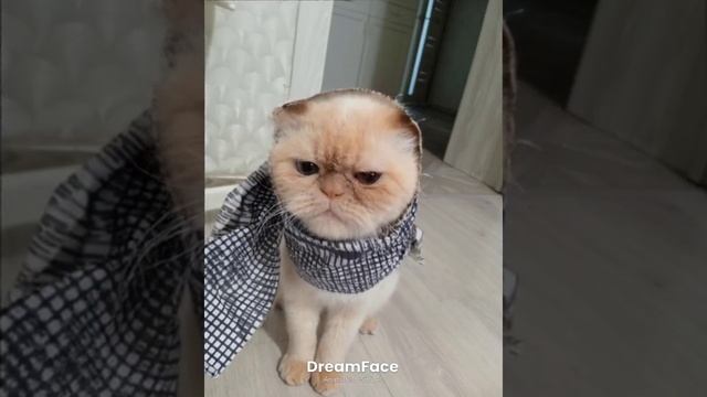 Жуля поëт песню