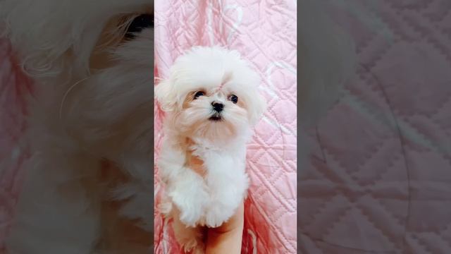 Кукольная мини девочка мальтезе РКФ #мальтийскаяболонка #мальтезе