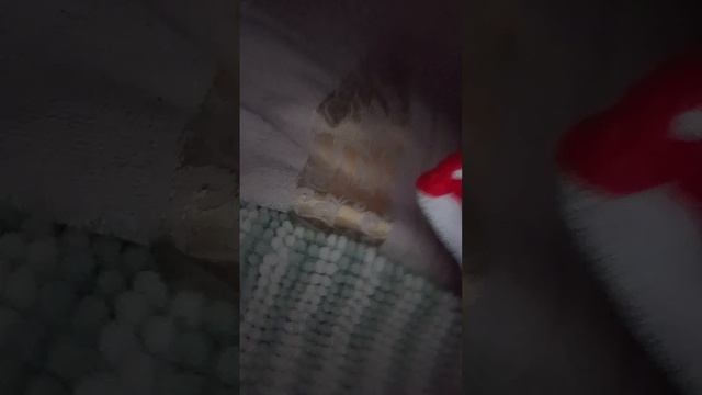 обзор на кошачий домик