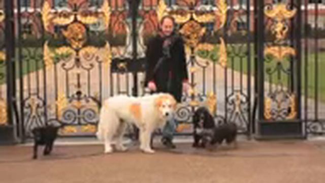 Dogs in Kensington Gardens London