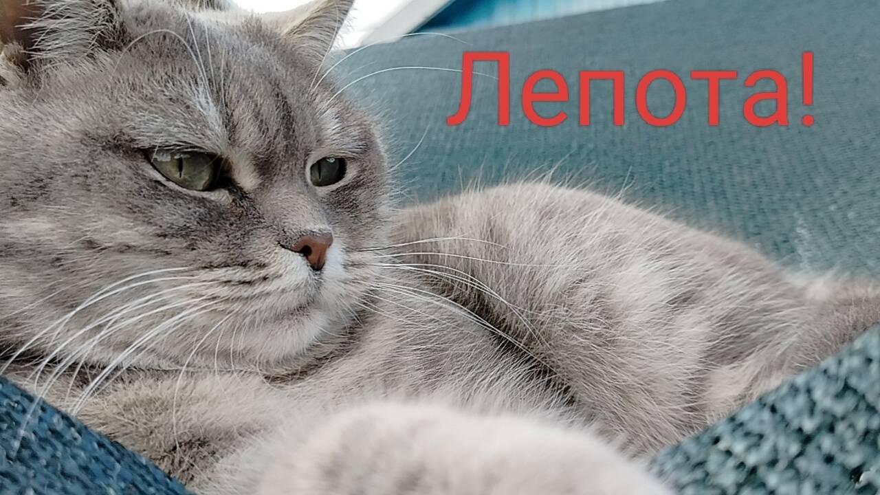 Лепота!Кому на юге жить хорошо.Домой не загонишь.